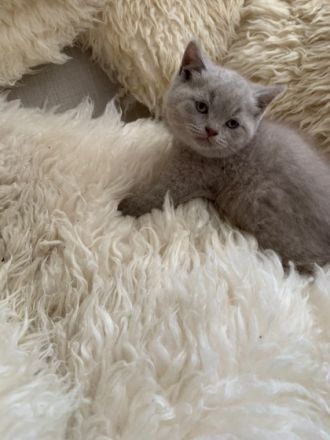 Britisch kurzhaar in der Farbe lilac Kater 7 Wochen alt