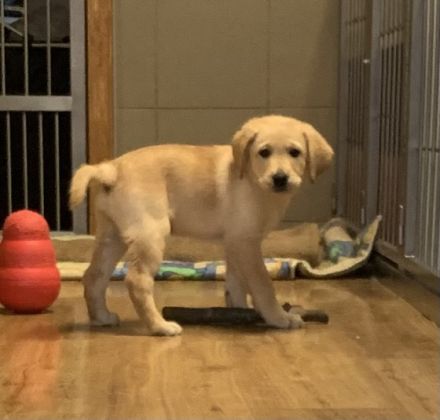 Liebe Hundefreundinnen und Hundefreunde, aus unserer