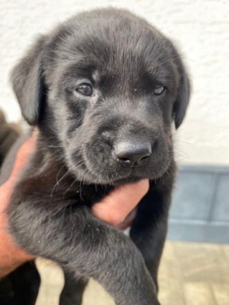 Liebe Hundefreundinnen und Hundefreunde, aus unserer