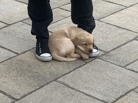 Liebe Hundefreundinnen und Hundefreunde, aus unserer