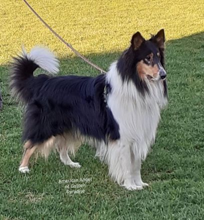 Darko vom Schäferluch