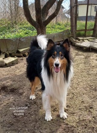 Darko vom Schäferluch