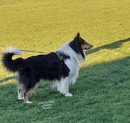 Darko vom Schäferluch