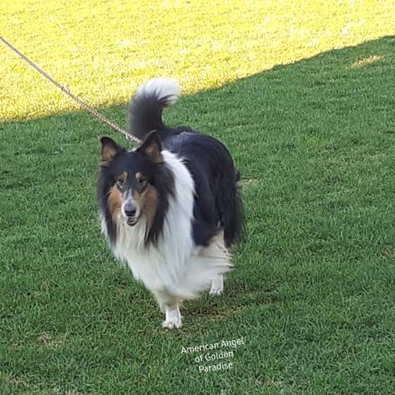 Darko vom Schäferluch