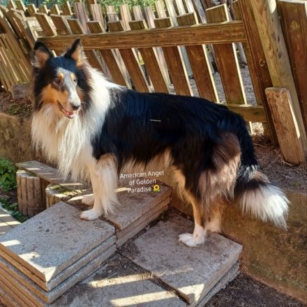 Darko vom Schäferluch