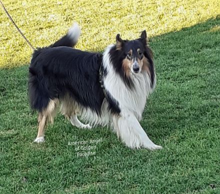 Darko vom Schäferluch