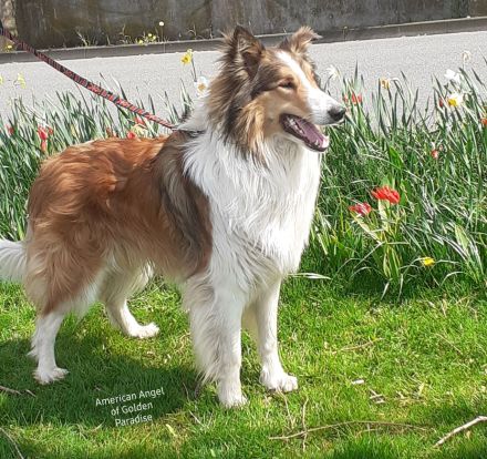 Bonfire-Mine- Sota vom Campemoorer Colliehof