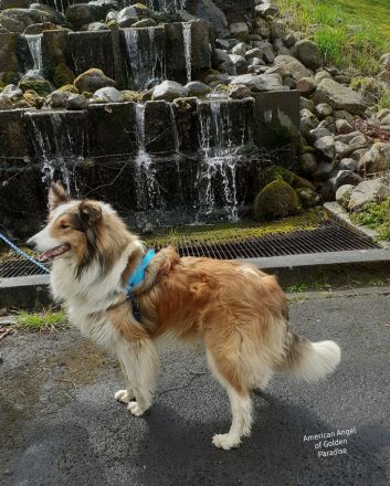 Bonfire-Mine- Sota vom Campemoorer Colliehof