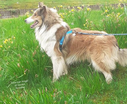 Bonfire-Mine- Sota vom Campemoorer Colliehof