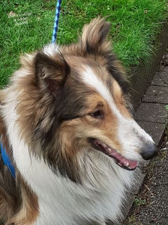 Bonfire-Mine- Sota vom Campemoorer Colliehof