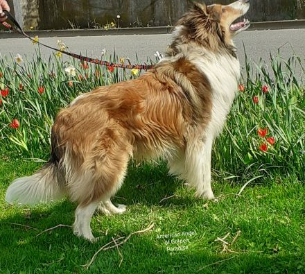 Bonfire-Mine- Sota vom Campemoorer Colliehof