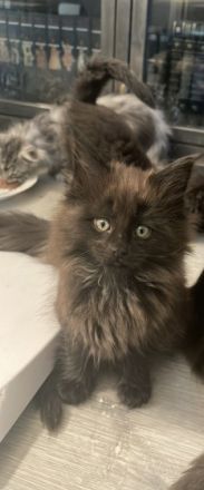 Hallo zusammen und einen kleinen Pfotengruß ( nur