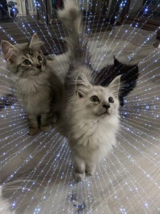 Hallo zusammen und einen kleinen Pfotengruß ( nur