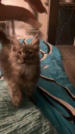 Hallo zusammen und einen kleinen Pfotengruß ( nur