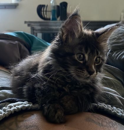 Hallo zusammen und einen kleinen Pfotengruß ( nur