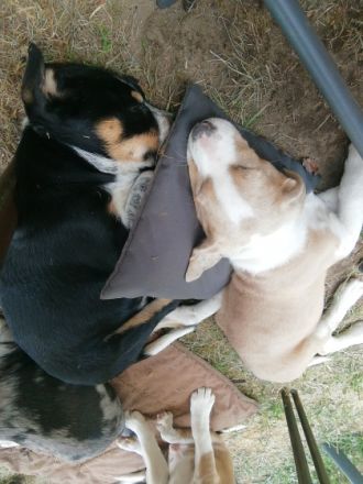 Super süße Mischlingswelpen abzugeben. Wachsen in der