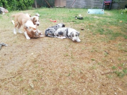 Super süße Mischlingswelpen abzugeben. Wachsen in der