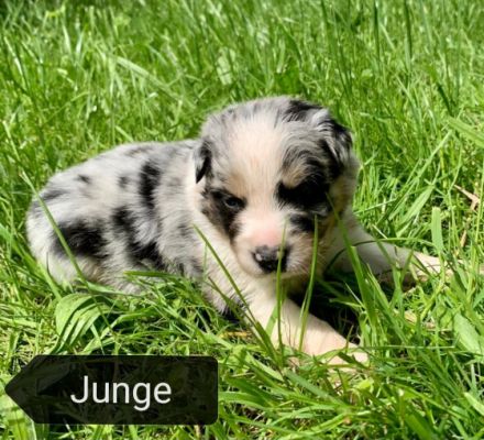 Am 01.05.2022 wurden unsere Welpen geboren. Es handelt