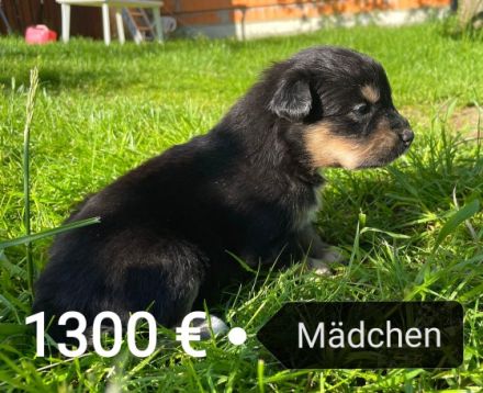 Am 01.05.2022 wurden unsere Welpen geboren. Es handelt