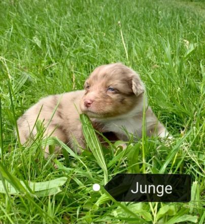 Am 01.05.2022 wurden unsere Welpen geboren. Es handelt