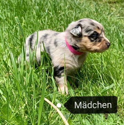 Am 01.05.2022 wurden unsere Welpen geboren. Es handelt