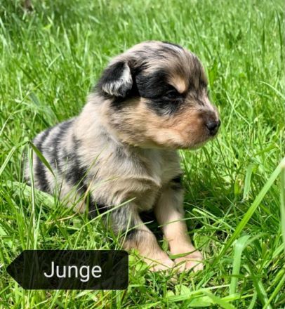 Am 01.05.2022 wurden unsere Welpen geboren. Es handelt