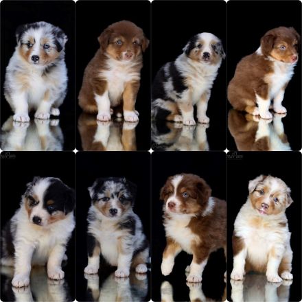 Red Fire‘s On The Road ‘Michel‘ DNA-CP