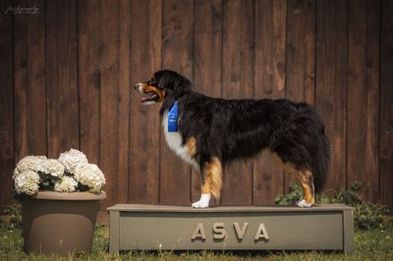 Red Fire‘s On The Road ‘Michel‘ DNA-CP