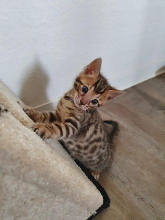 Am 13.03.22 hat unsere Bengal Katzenmama 3 Kitten zur