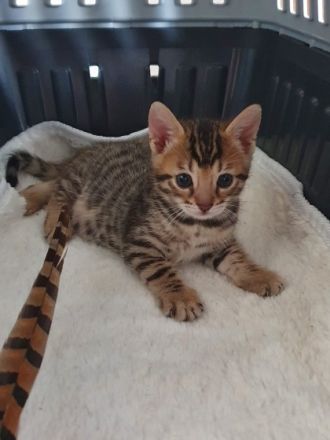 Am 13.03.22 hat unsere Bengal Katzenmama 3 Kitten zur