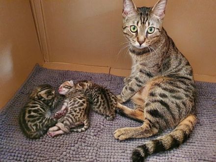 Am 13.03.22 hat unsere Bengal Katzenmama 3 Kitten zur