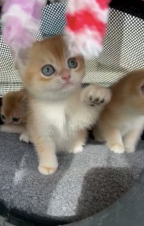 reinrassige BKH Kitten 2 Jungs, geboren am 14.02.22