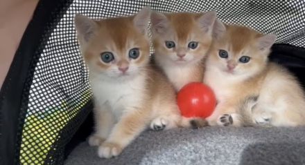 reinrassige BKH Kitten 2 Jungs, geboren am 14.02.22