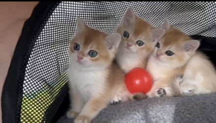 reinrassige BKH Kitten 2 Jungs, geboren am 14.02.22