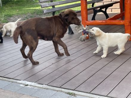 Die Welpen wurden am 1.4.22 geboren, wachsen bei uns