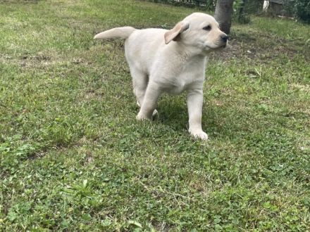 Die Welpen wurden am 1.4.22 geboren, wachsen bei uns