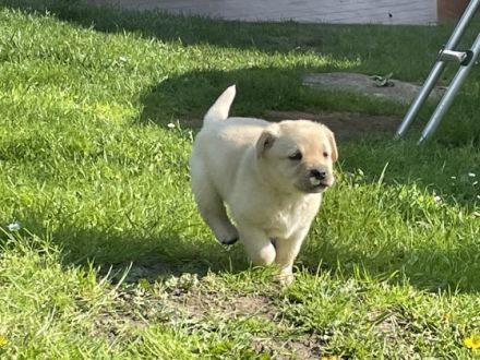 Die Welpen wurden am 1.4.22 geboren, wachsen bei uns