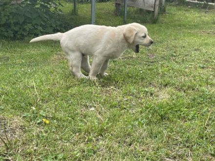 Die Welpen wurden am 1.4.22 geboren, wachsen bei uns