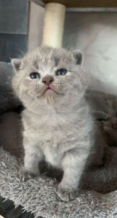 Ich habe 4 süße Kitten. Die suchen neue Zuhause ab 21