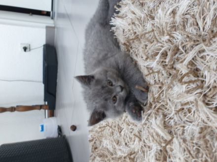 Ich habe 4 süße Kitten. Die suchen neue Zuhause ab 21