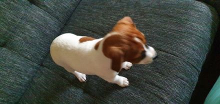 Hier verkaufe ich eine süße Maus jack russel terrier