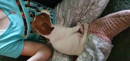 Hier verkaufe ich eine süße Maus jack russel terrier