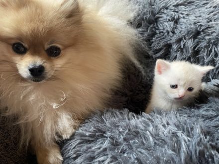 Hallo zusammen! Meine BKH Momo hat 5 Kitten auf die