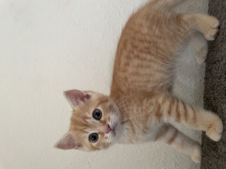 Hallo zusammen! Meine BKH Momo hat 5 Kitten auf die