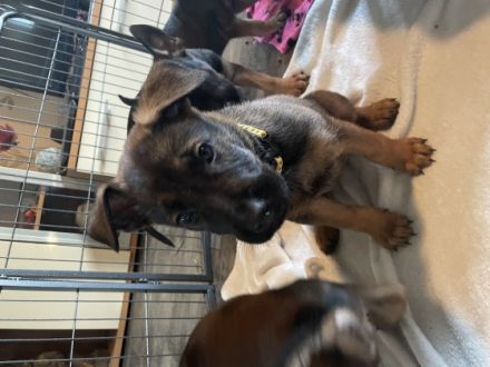 Unsere Malinois- Schüferhund Mix Welpen suchen ein
