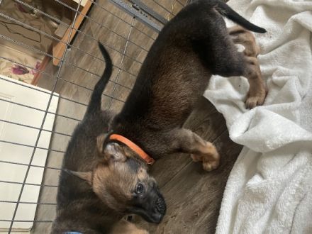 Unsere Malinois- Schüferhund Mix Welpen suchen ein
