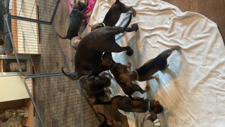 Unsere Malinois- Schüferhund Mix Welpen suchen ein