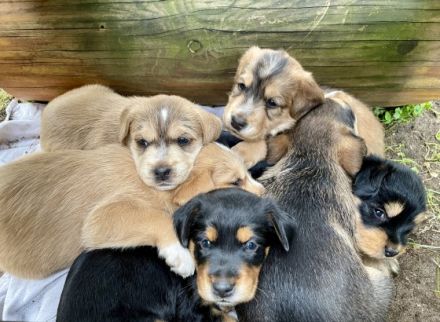 6 zuckersüß Rüden abzugeben ab 17.7.2022 (ab 12 Wochen)
