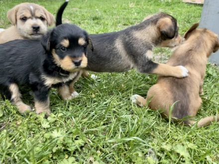 6 zuckersüß Rüden abzugeben ab 17.7.2022 (ab 12 Wochen)