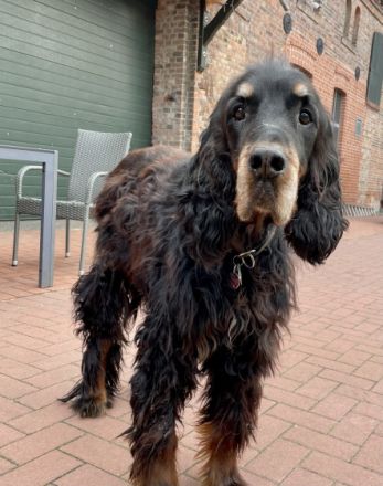 6 zuckersüß Rüden abzugeben ab 17.7.2022 (ab 12 Wochen)